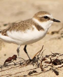 環頸鴴秘魯亞種 環頸鴴秘魯亞種