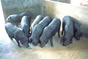 岔路黑豬 岔路黑豬