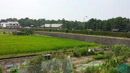 大橋鄉[甘肅西和縣大橋鎮]