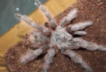 巴西巨人金毛圖冊