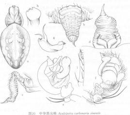 中華黑尖蛛 中華黑尖蛛