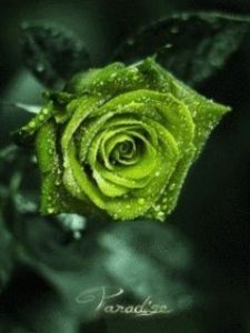 綠玫瑰