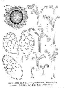 多裂叉鉤絲殼 多裂叉鉤絲殼