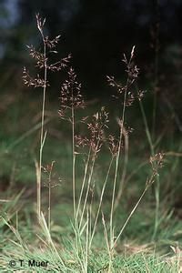 台灣剪股穎(變種) 台灣剪股穎(變種)