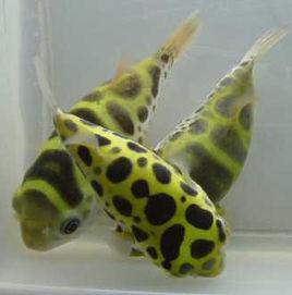 潛水艇魚 潛水艇魚