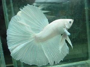 鬥魚圖片-世界名魚