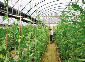 核桃園自然村[雲南紅河州石屏縣龍朋鎮下轄村]