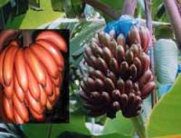 南洋紅香蕉 南洋紅香蕉