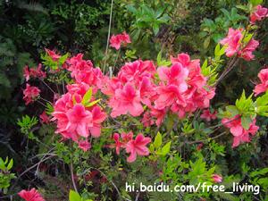 泰順杜鵑 泰順杜鵑