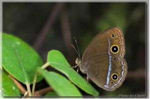 擬稻眉眼蝶 擬稻眉眼蝶