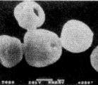 生物活性微球