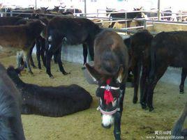 泌陽驢 泌陽驢