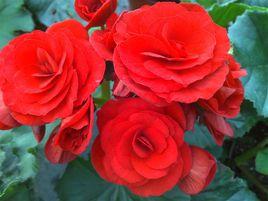 麗格海棠 麗格海棠