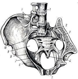 恥骨間盤 恥骨間盤