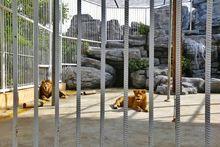 三亞彩色動物園