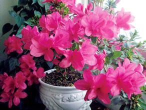 喜臨門杜鵑 喜臨門杜鵑