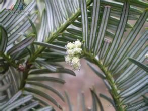 西雙版納粗榧 西雙版納粗榧