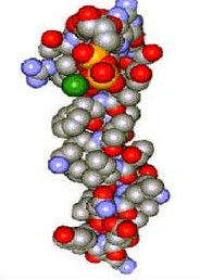白細胞減少 白細胞減少