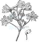 寶興翠雀花 寶興翠雀花