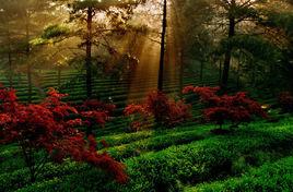 中南百草原 中南百草原