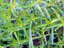 喜歡長在籬笆邊&amp;amp