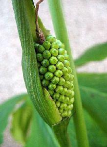 半夏[天南星科藥用植物]