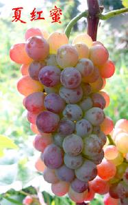 夏紅蜜葡萄