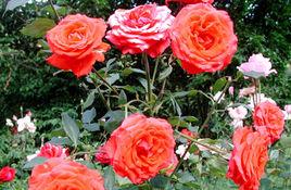 八月的花 八月的花