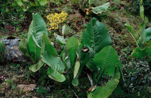 矢葉橐吾 矢葉橐吾