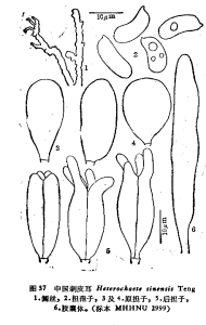 中國刺皮耳 中國刺皮耳