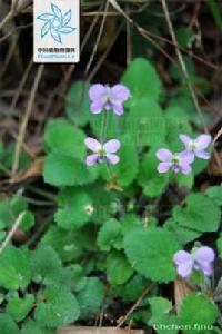 柔毛堇菜 柔毛堇菜