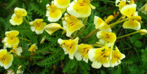 木里擬蕨馬先蒿 木里擬蕨馬先蒿