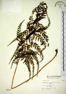 線片烏蕨 線片烏蕨