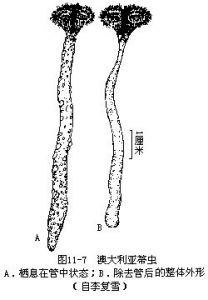對羽苔屬 對羽苔屬