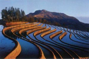 元陽哈尼梯田[軟體]