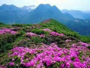 金山杜鵑(變種) 金山杜鵑(變種)
