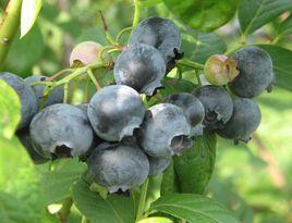 藍莓葉黃素軟膠囊 藍莓葉黃素軟膠囊