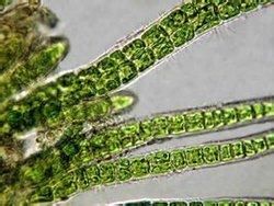 發仙菌屬 發仙菌屬