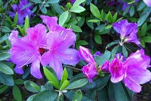 怒江杜鵑 怒江杜鵑