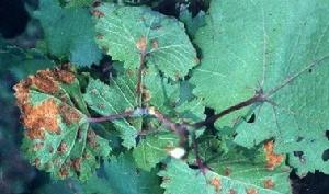 毛氈病由癭蟎引起，主要為害葉片。