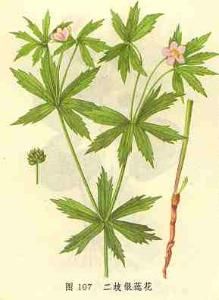 二歧銀蓮花 二歧銀蓮花