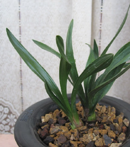 小巧羊蹄甲 小巧羊蹄甲