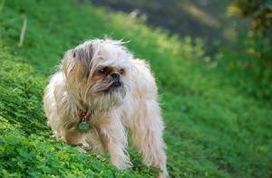 布魯塞爾格里楓犬 布魯塞爾格里楓犬