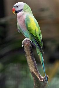 小緋胸鸚鵡 小緋胸鸚鵡