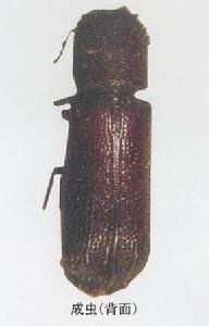 雙鉤異翅長蠹 雙鉤異翅長蠹