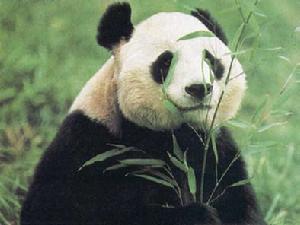 作為中國特有的珍稀野生動物，國家採取了多項措施，對大熊貓予以保護。中國目前野外大熊貓數量已經達到了1590多隻。