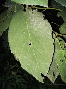 粗毛繡球 粗毛繡球