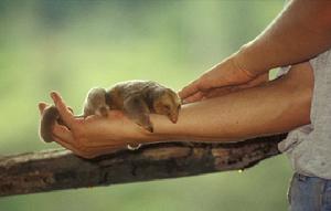 （圖）侏食蟻獸