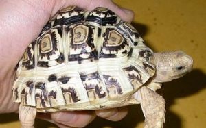 豹紋陸龜