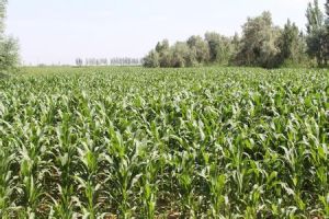 英吾斯塘鄉 英吾斯塘鄉